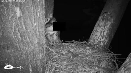 Red-Tailed Hawk Live Webcam - May 4, 2026, 8:01pm PDT