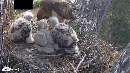 Red-Tailed Hawk Live Webcam - Apr 15, 2026, 8:03am PDT