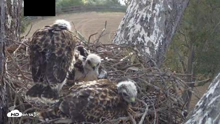 Red-Tailed Hawk Live Webcam - Apr 25, 2026, 7:06am PDT