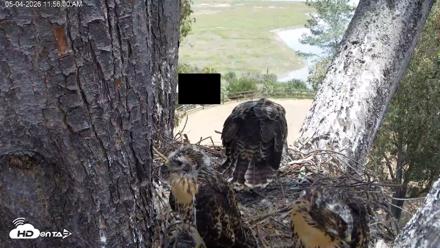 Red-Tailed Hawk Live Webcam - May 4, 2026, 12:59pm PDT