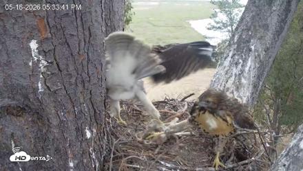 Red-Tailed Hawk Live Webcam - May 16, 2026, 6:37pm PDT