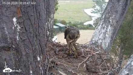 Red-Tailed Hawk Live Webcam - May 24, 2026, 9:32am PDT