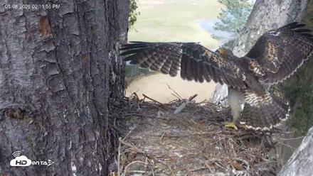 Red-Tailed Hawk Live Webcam - May 8, 2026, 3:13pm PDT