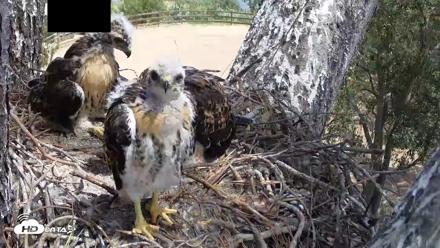 Red-Tailed Hawk Live Webcam - Apr 26, 2026, 12:29pm PDT