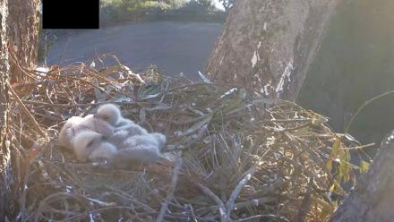 Red-Tailed Hawk Live Webcam - Apr 5, 2026, 6:48am PDT