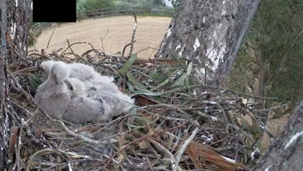 Red-Tailed Hawk Live Webcam - Apr 9, 2026, 6:59pm PDT