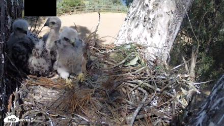 Red-Tailed Hawk Live Webcam - Apr 16, 2026, 3:32pm PDT