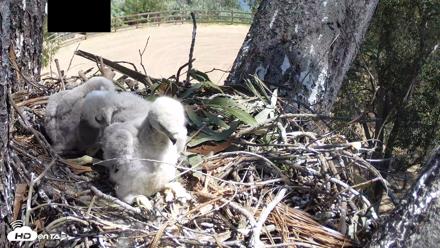 Red-Tailed Hawk Live Webcam - Apr 10, 2026, 12:47pm PDT