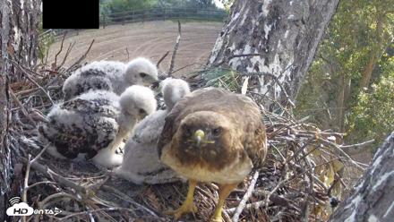 Red-Tailed Hawk Live Webcam - Apr 15, 2026, 9:33am PDT