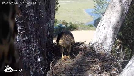 Red-Tailed Hawk Live Webcam - May 13, 2026, 3:16pm PDT