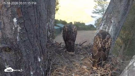 Red-Tailed Hawk Live Webcam - May 14, 2026, 6:04pm PDT