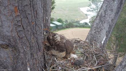 Red-Tailed Hawk Live Webcam - Mar 21, 2026, 4:19pm PDT