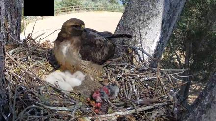 Red-Tailed Hawk Live Webcam - Mar 29, 2026, 1:36pm PDT