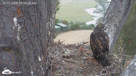 Red-Tailed Hawk Live Webcam - May 11, 2026, 7:30am PDT