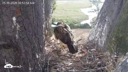 Red-Tailed Hawk Live Webcam - May 16, 2026, 7:54am PDT