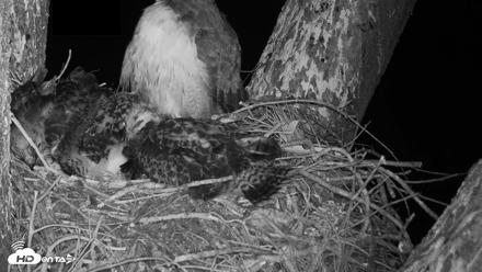 Red-Tailed Hawk Live Webcam - Apr 25, 2026, 5:34am PDT