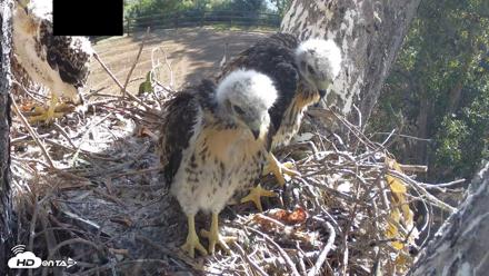 Red-Tailed Hawk Live Webcam - Apr 23, 2026, 8:48am PDT