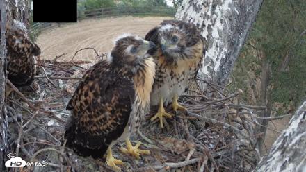 Red-Tailed Hawk Live Webcam - Apr 30, 2026, 7:25pm PDT