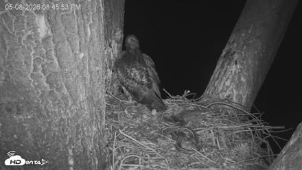 Red-Tailed Hawk Live Webcam - May 8, 2026, 9:49pm PDT