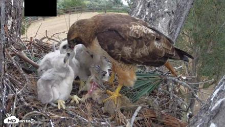Red-Tailed Hawk Live Webcam - Apr 12, 2026, 3:13pm PDT