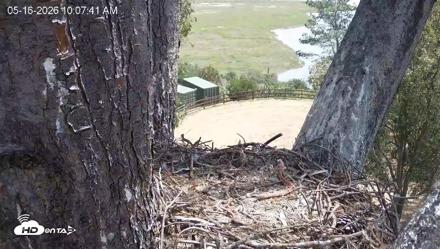 Red-Tailed Hawk Live Webcam - May 16, 2026, 11:10am PDT