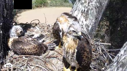 Red-Tailed Hawk Live Webcam - Apr 26, 2026, 2:58pm PDT