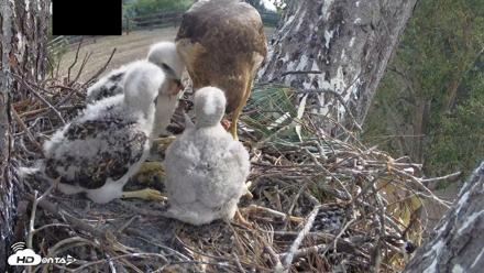 Red-Tailed Hawk Live Webcam - Apr 15, 2026, 9:32am PDT