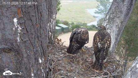Red-Tailed Hawk Live Webcam - May 11, 2026, 1:41pm PDT