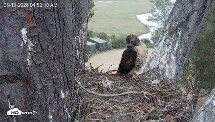 Red-Tailed Hawk Live Webcam - May 13, 2026, 5:55am PDT