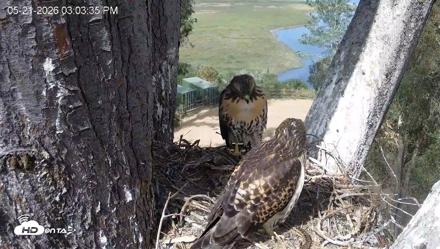 Red-Tailed Hawk Live Webcam - May 21, 2026, 4:04pm PDT