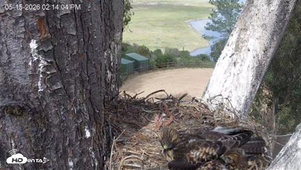 Red-Tailed Hawk Live Webcam - May 15, 2026, 3:17pm PDT