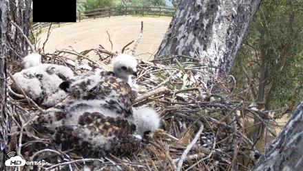 Red-Tailed Hawk Live Webcam - Apr 19, 2026, 11:12am PDT