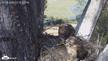 Red-Tailed Hawk Live Webcam - May 8, 2026, 4:19pm PDT