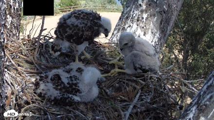 Red-Tailed Hawk Live Webcam - Apr 17, 2026, 1:57pm PDT