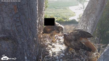 Red-Tailed Hawk Live Webcam - May 6, 2026, 7:00am PDT