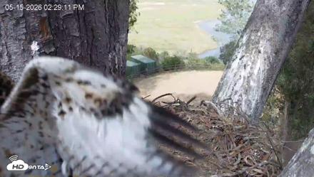 Red-Tailed Hawk Live Webcam - May 15, 2026, 3:32pm PDT