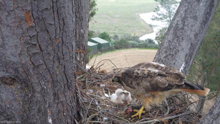 Red-Tailed Hawk Live Webcam - Mar 21, 2026, 4:24pm PDT
