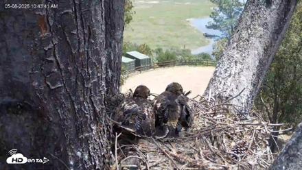 Red-Tailed Hawk Live Webcam - May 8, 2026, 11:47am PDT