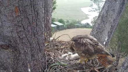 Red-Tailed Hawk Live Webcam - Mar 26, 2026, 9:04am PDT