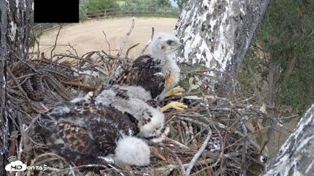 Red-Tailed Hawk Live Webcam - Apr 20, 2026, 3:35pm PDT