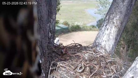 Red-Tailed Hawk Live Webcam - May 23, 2026, 3:44pm PDT