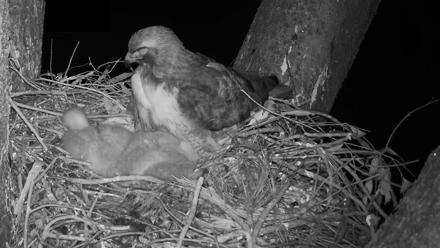 Red-Tailed Hawk Live Webcam - Apr 5, 2026, 12:31am PDT