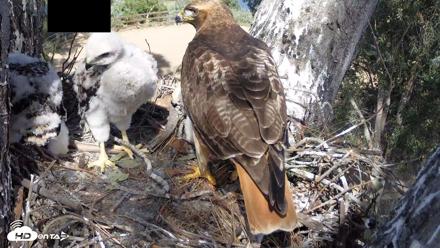 Red-Tailed Hawk Live Webcam - Apr 15, 2026, 3:28pm PDT