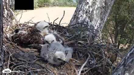 Red-Tailed Hawk Live Webcam - Apr 19, 2026, 12:35pm PDT