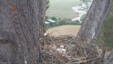 Red-Tailed Hawk Live Webcam - Mar 23, 2026, 10:21am PDT