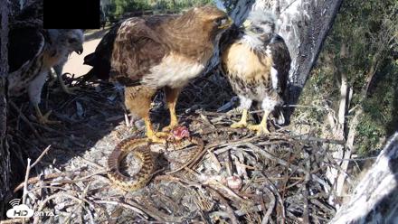 Red-Tailed Hawk Live Webcam - Apr 26, 2026, 4:52pm PDT