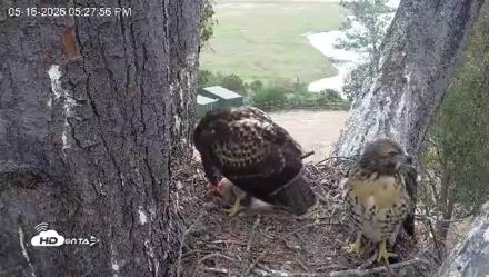 Red-Tailed Hawk Live Webcam - May 16, 2026, 6:29pm PDT