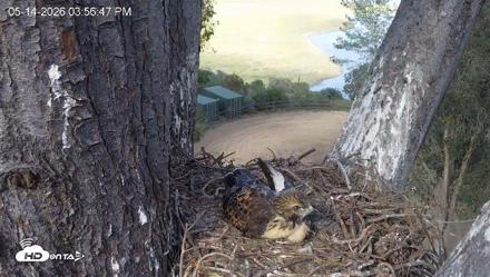 Red-Tailed Hawk Live Webcam - May 14, 2026, 4:57pm PDT