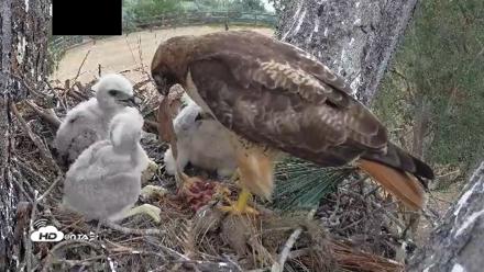 Red-Tailed Hawk Live Webcam - Apr 12, 2026, 3:23pm PDT