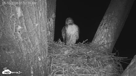 Red-Tailed Hawk Live Webcam - May 10, 2026, 4:56am PDT